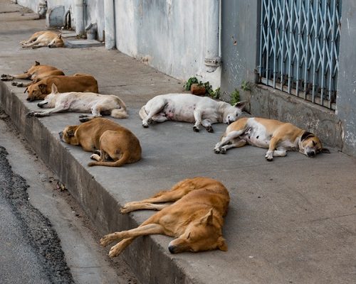 Street dogs having an afternoon nap.